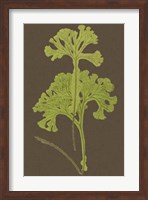 Ferns on Linen II Fine Art Print
