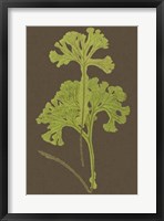 Ferns on Linen II Fine Art Print