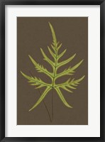 Ferns on Linen IV Fine Art Print