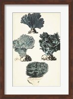 Coral Species I Fine Art Print