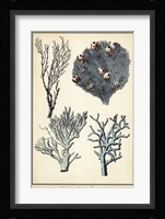 Coral Species II Fine Art Print