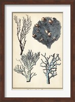 Coral Species II Fine Art Print