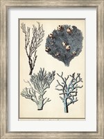 Coral Species II Fine Art Print