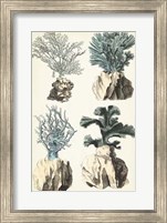 Coral Species III Fine Art Print