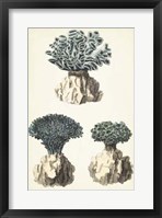 Coral Species IV Fine Art Print