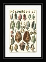 Shell Collection I Fine Art Print