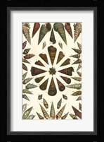 Shell Collection II Fine Art Print