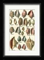 Shell Collection III Fine Art Print