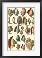 Shell Collection III Fine Art Print