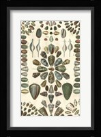 Shell Collection IV Fine Art Print