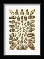 Shell Collection V Fine Art Print
