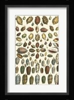 Shell Collection VI Fine Art Print