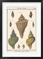 Fuseau Shell pl. 426 Fine Art Print