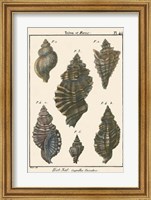 Triton Shell pl. 415 Fine Art Print