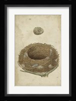 Bird's Nest Study I Fine Art Print