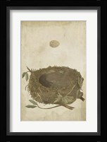 Bird's Nest Study II Framed Print