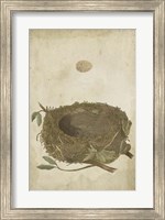 Bird's Nest Study II Fine Art Print