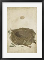 Bird's Nest Study II Fine Art Print