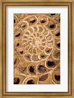 Ammonite I Fine Art Print