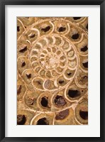 Ammonite I Framed Print