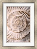 Ammonite II Fine Art Print