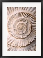 Ammonite II Fine Art Print