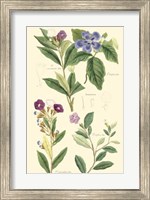 Botanical I Fine Art Print