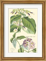 Botanical II Fine Art Print