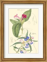 Botanical IV Fine Art Print