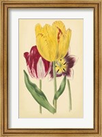 Tulip Array I Fine Art Print