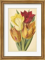 Tulip Array II Fine Art Print