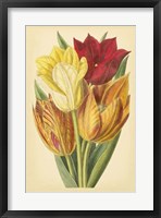 Tulip Array II Fine Art Print
