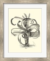 B&W Besler Aloe Fine Art Print