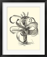 B&W Besler Aloe Fine Art Print