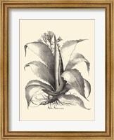 B&W Besler Aloe Americana Fine Art Print