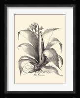B&W Besler Aloe Americana Fine Art Print