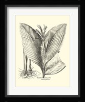 B&W Besler Canna Fine Art Print