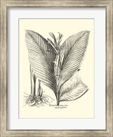 B&W Besler Canna Fine Art Print