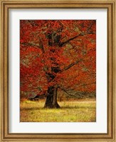 Autumn Oak II Fine Art Print