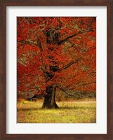 Autumn Oak II Fine Art Print