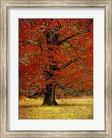 Autumn Oak II Fine Art Print