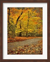 Path through Autumn Fine Art Print