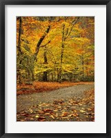 Path through Autumn Fine Art Print
