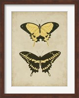 Antique Butterfly Pair I Fine Art Print