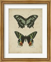 Antique Butterfly Pair II Fine Art Print