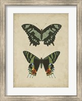 Antique Butterfly Pair II Fine Art Print