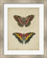 Antique Butterfly Pair IV Fine Art Print