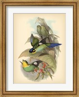 Birds of the Tropics I Fine Art Print