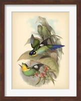 Birds of the Tropics I Fine Art Print