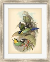 Birds of the Tropics I Fine Art Print